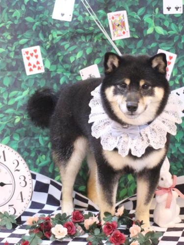 20250411ぽちたくん